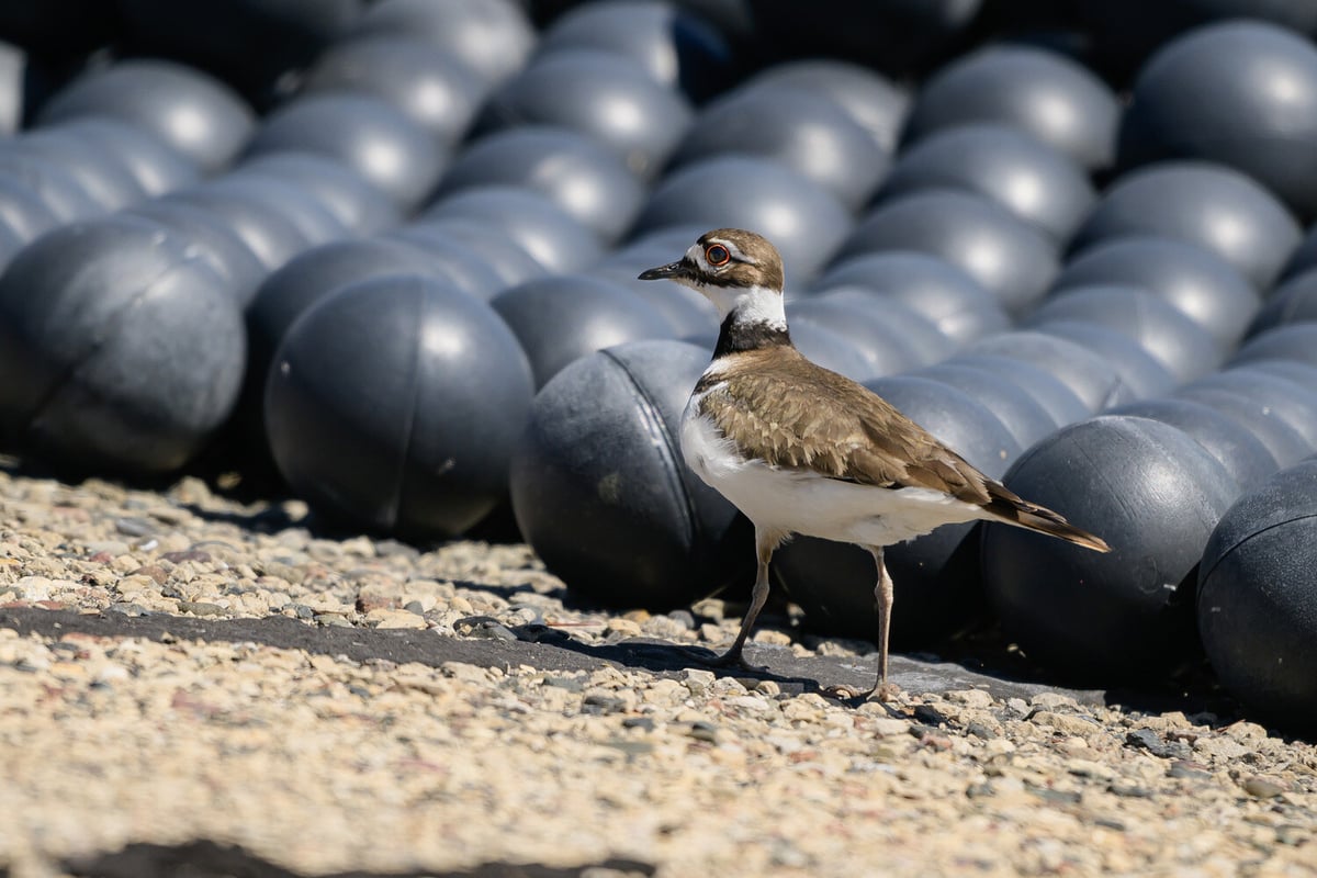 2024 Pine Bend Refinery - m4) Killdeer along Shade Balls-104_medium