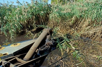 Before wetland restoration can begin, invasive species must be removed. 