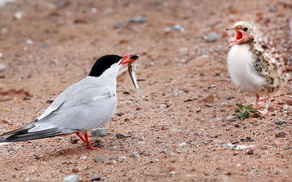 Common Tern from Duluth News Tribune