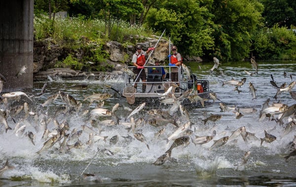 Jumping Carp in Kentucky courtesy of the U.S. Fish and Wildlife Service
